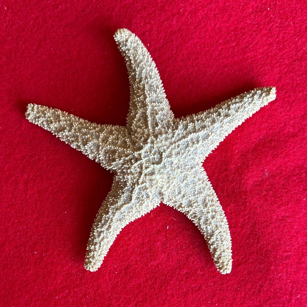 Natural Sugar Starfish